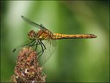 2007-06-19_Bloedrode_heidelibel_v_-_Gasterse duinen